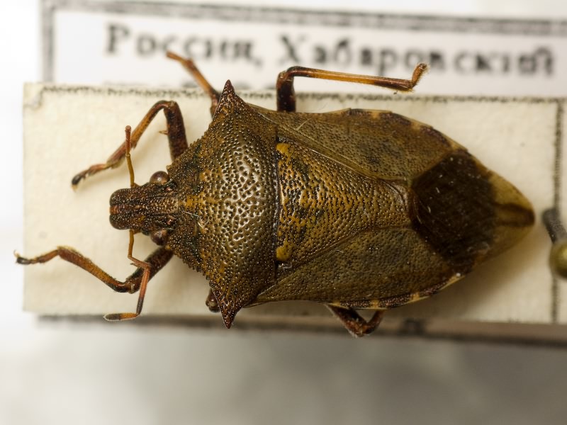 Picromerus lewisi Scott, 1874